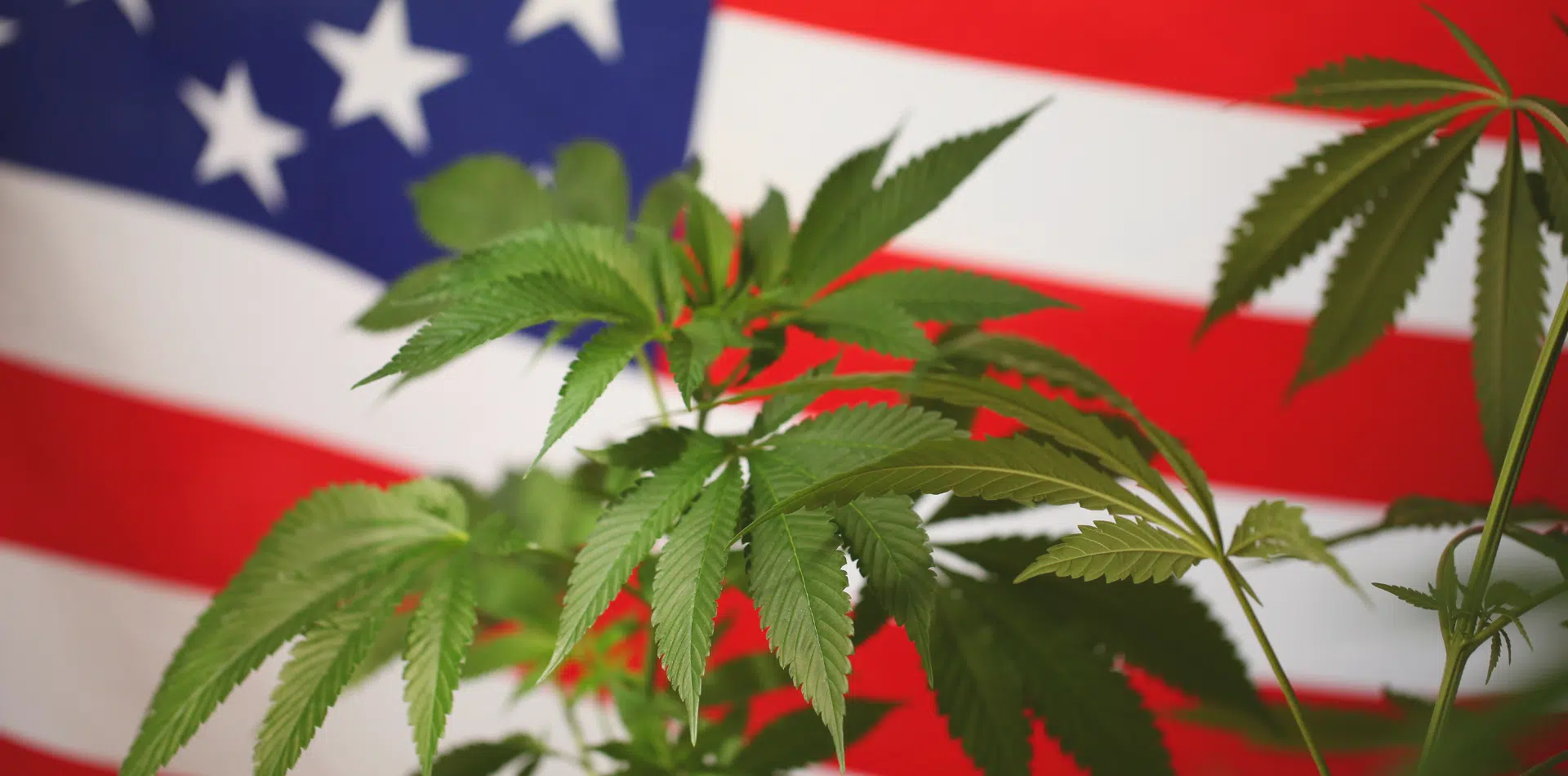 The Medical Cannabis Explosion Just Got Real